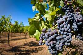 Продается винодельня в престижном регионе Испании Приорат в Испании, Барселона и пригороды. Цена  в Коста-дель-Гарраф ()